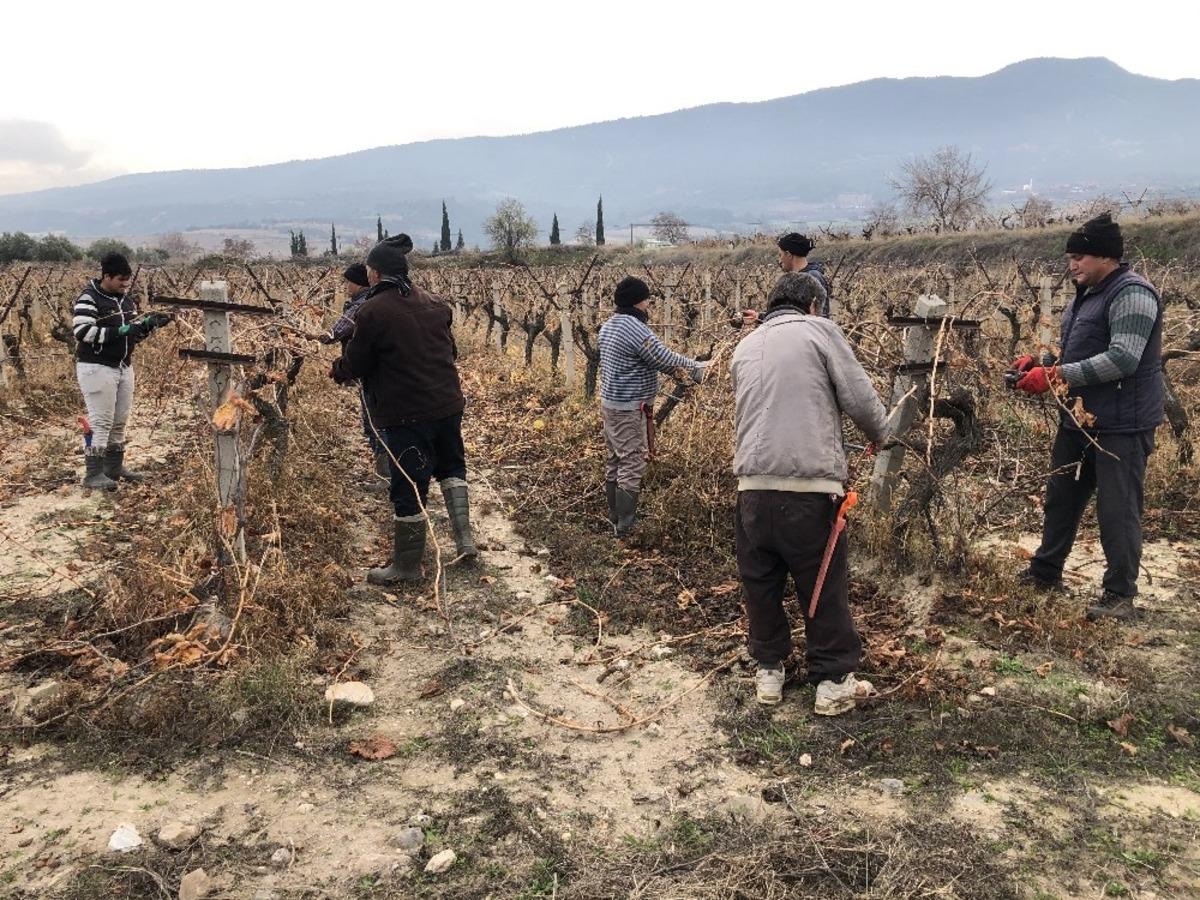 &Uuml;z&uuml;mler rekolte ve kaliteyi arttırmak i&ccedil;in makyajlanıyor