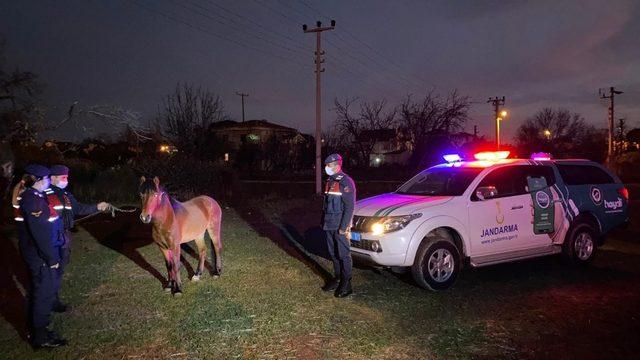 Çanakkale’de ata eziyet eden şahıs gözaltına alındı