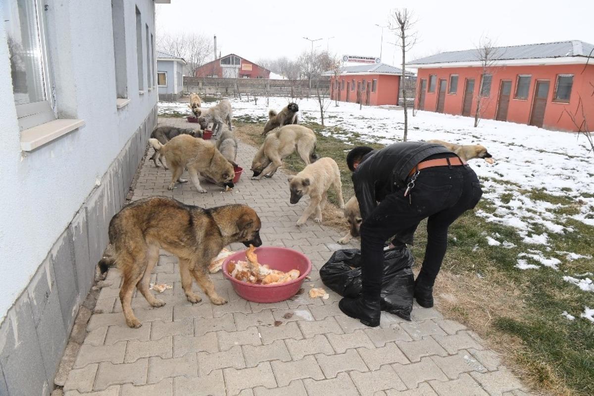 Muş Belediyesi zorlu kış şartlarında minik canları sahipsiz bırakmıyor