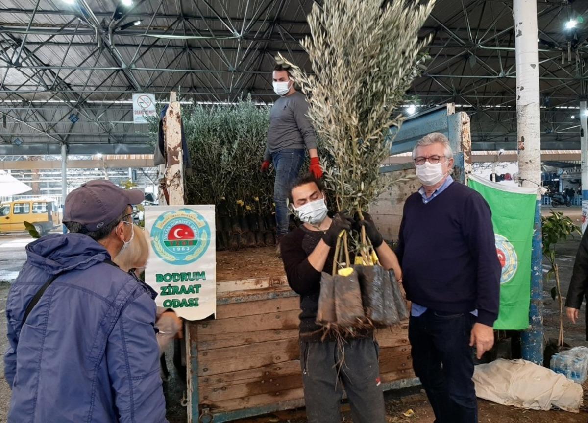 Bodrumlu &uuml;reticilere fidan dağıtımı