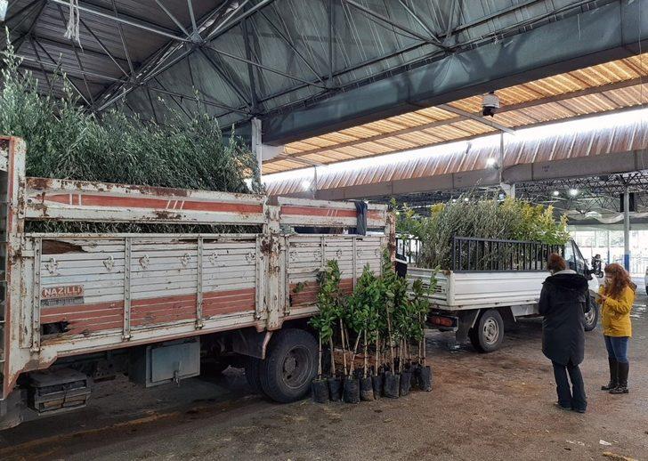 Bodrumlu üreticilere fidan dağıtımı G3