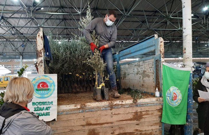 Bodrumlu üreticilere fidan dağıtımı G4