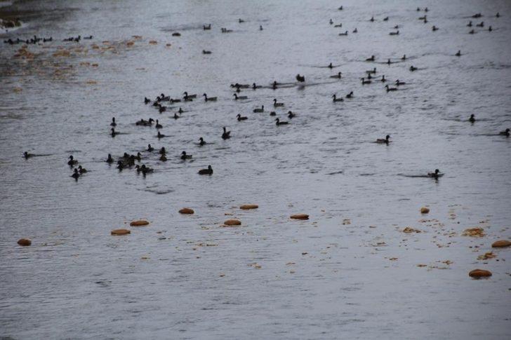 Çoruh Nehrini mesken tutan yeşilbaşlı ördekler unutulmadı G3