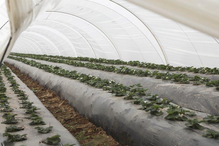 Aydın Büyükşehir Belediyesi’nden çiftçiye sıvı gübre desteği G3