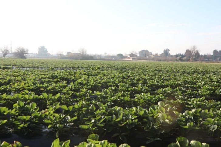 Aydın Büyükşehir Belediyesi’nden çiftçiye sıvı gübre desteği G5