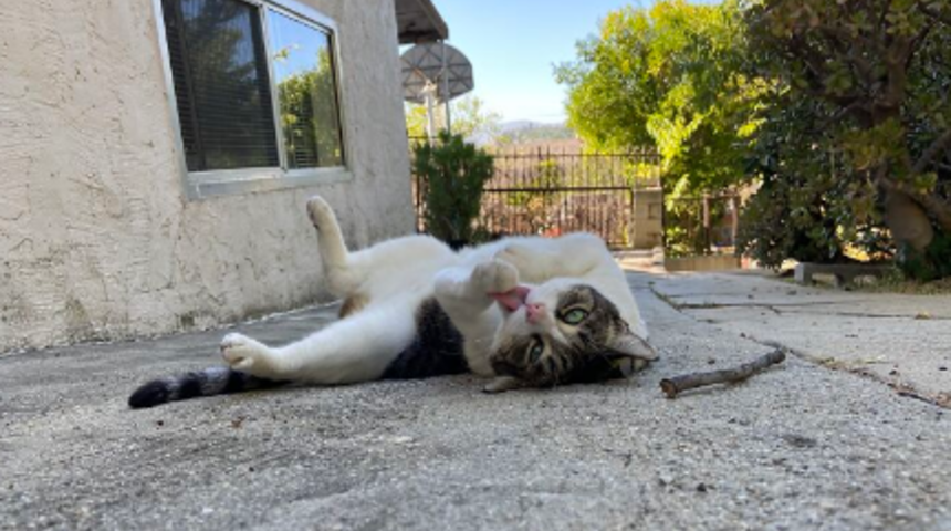 Komşularından eşyalar çalan ve sahiplerine bu hediyeleri getiren kleptomani hastası kedi Çin ile tanışın!