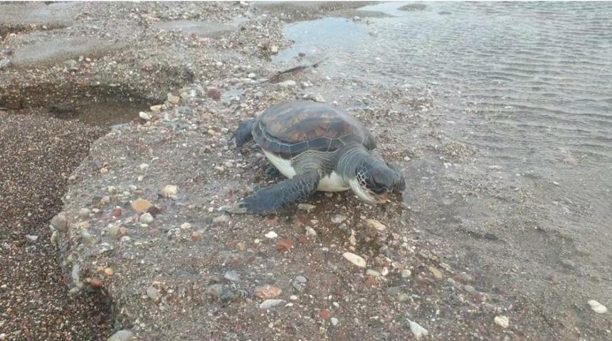 Dat&ccedil;a&rsquo;da sahilde yeşil kaplumbağa &ouml;l&uuml;s&uuml; bulundu