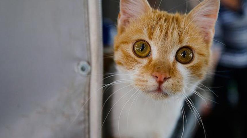 Ankara'da belediye bakımevinde kedilere 'ötanazi' iddiası! Hayvanseverler ayaklandı