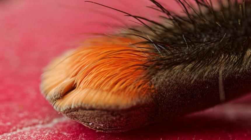 Örümceklerin 'patileri' olduğunu biliyor muydunuz?