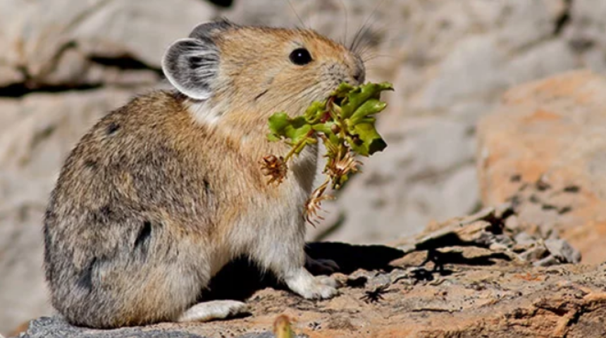 I ile hayvan kaç tane sayabilirsiniz? İşte I harfi ile başlayan hayvan isimleri!