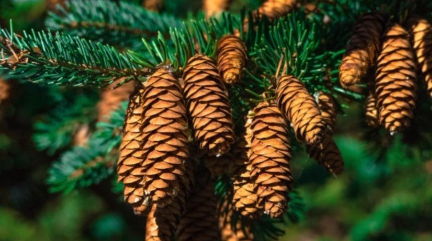 Çam terebentin yağı nedir? Çam terebentin yağının faydaları nelerdir?