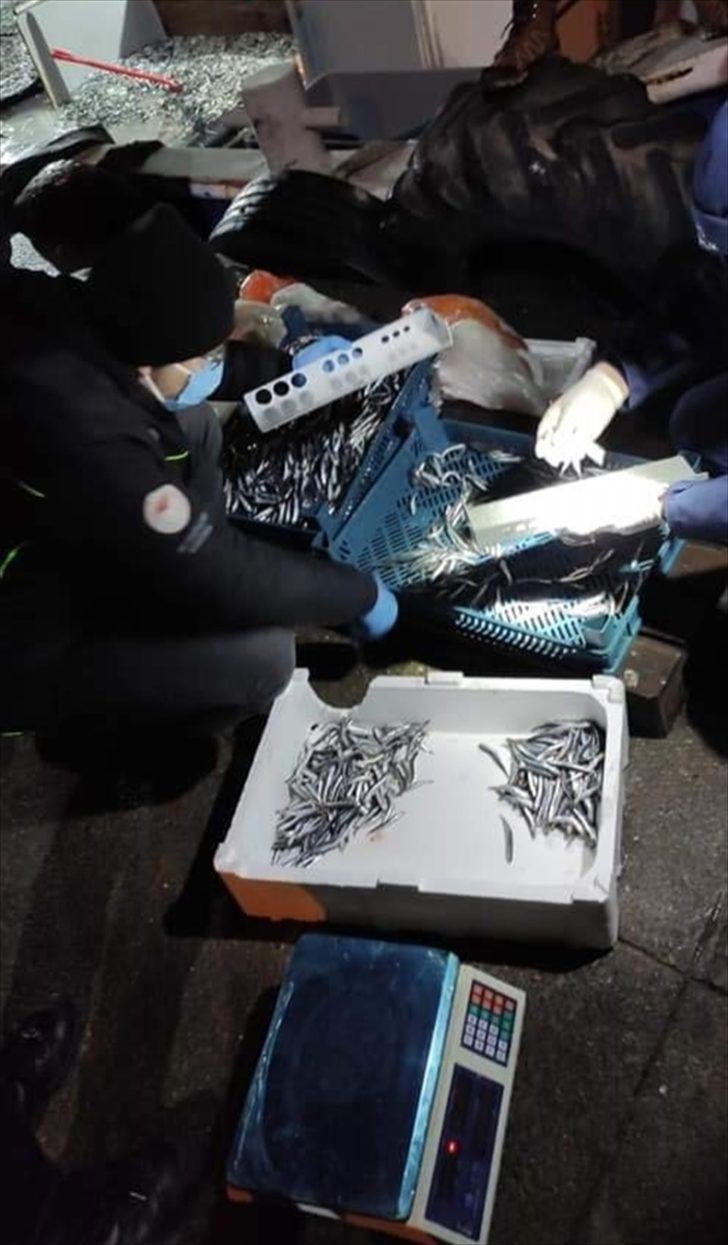 Düzce'de avlanabilir büyüklüğün altında olduğu tespit edilen 50 ton hamsiye el konuldu G1