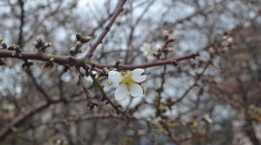 Yılbaşında bahar havası! Korkutan açıklama: Normal değil