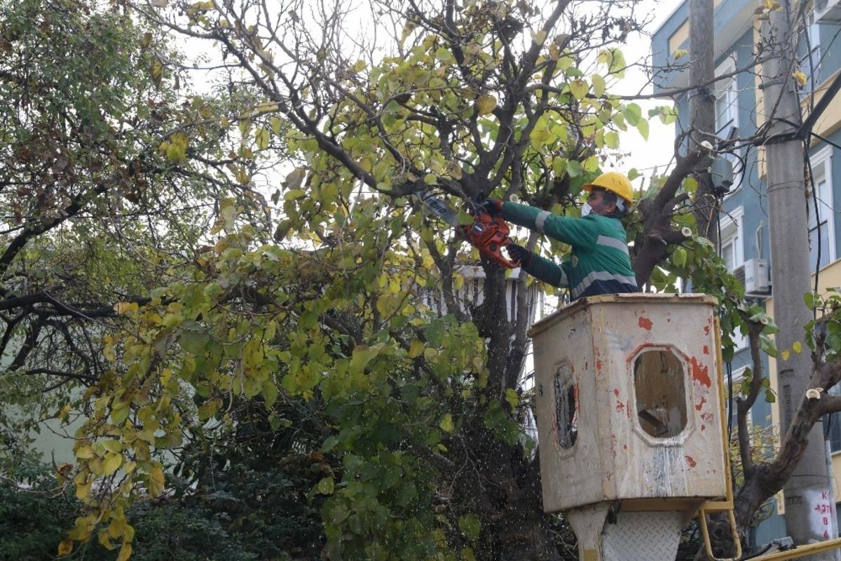 Buca&rsquo;nın ağa&ccedil;larına kışlık &ouml;nlem