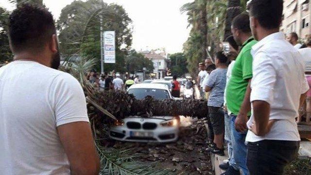 Sosyal medyadan 'devrilecek' diye uyardığı ağaç aracın üstüne düştü