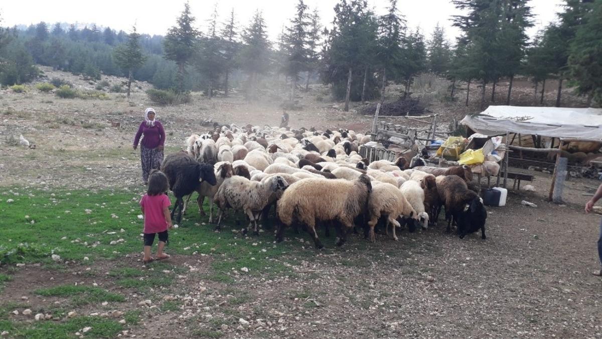 Mersin&rsquo;de orman k&ouml;yl&uuml;s&uuml;ne 8 milyon 700 bin TL kredi desteği verildi