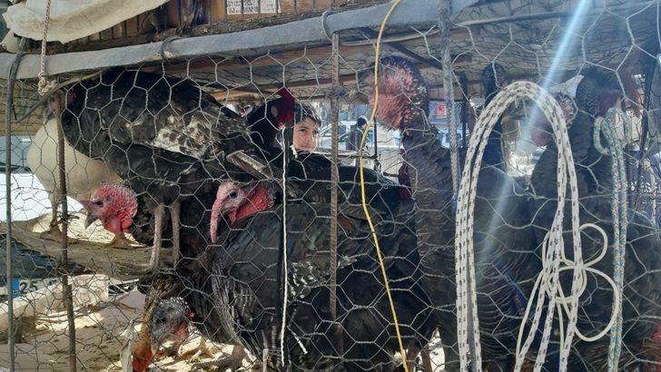 Pandemi bu yılbaşı öncesi hindi satışlarını olumsuz etkiledi G3