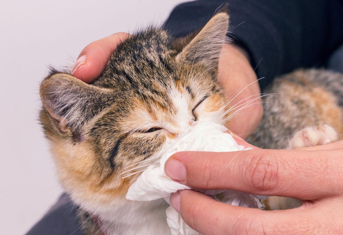 kedi nezlesi nedir tedavisi nasil olmalidir saglik haberleri