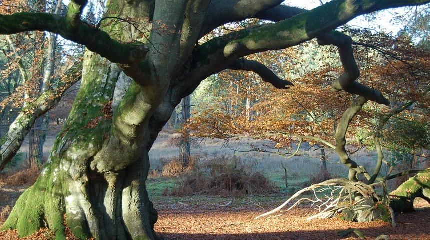 Ormanların en heybetlisi: Kayın ağacı