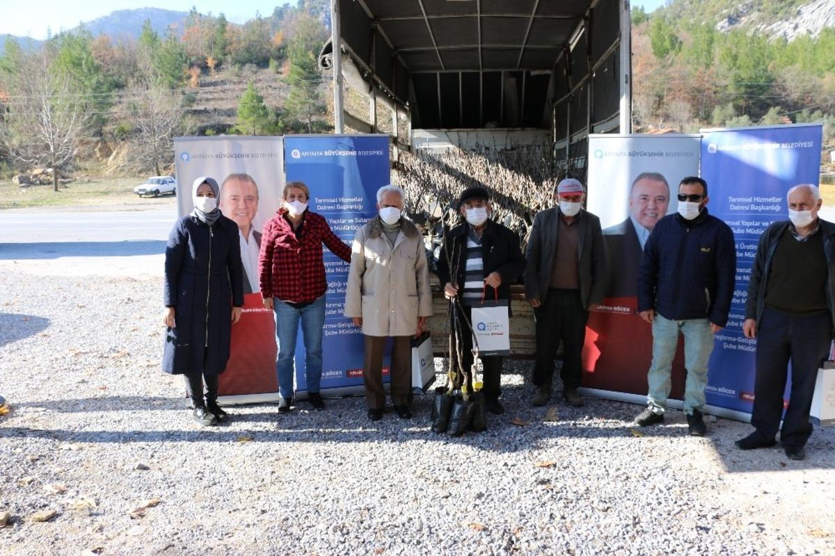 B&uuml;y&uuml;kşehirden 4 il&ccedil;eye, &uuml;cretsiz 6 bin 500 ceviz fidanı