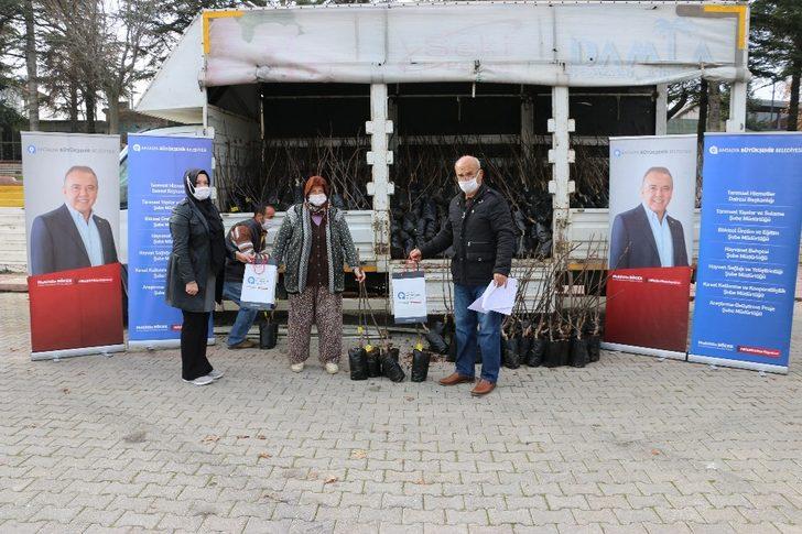 Büyükşehirden 4 ilçeye, ücretsiz 6 bin 500 ceviz fidanı G2