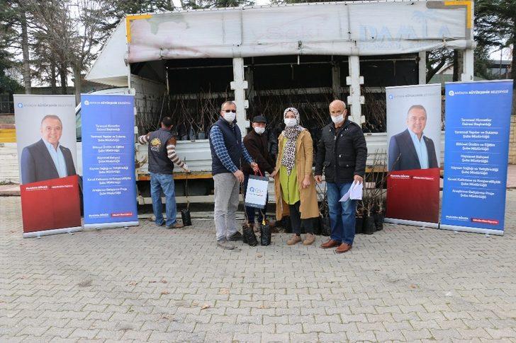 Büyükşehirden 4 ilçeye, ücretsiz 6 bin 500 ceviz fidanı G3