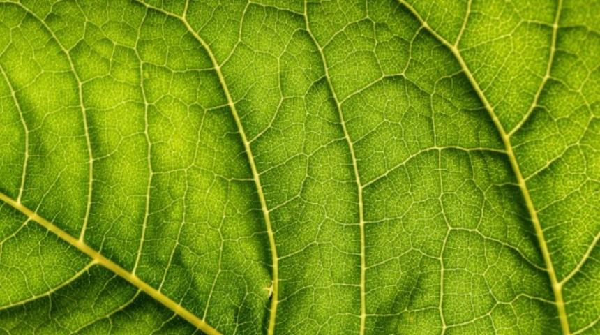 Fotosentez nedir? Fotosentezsiz bir d&uuml;nya d&uuml;ş&uuml;n&uuml;lebilir mi? Fotosentez nasıl oluşur?