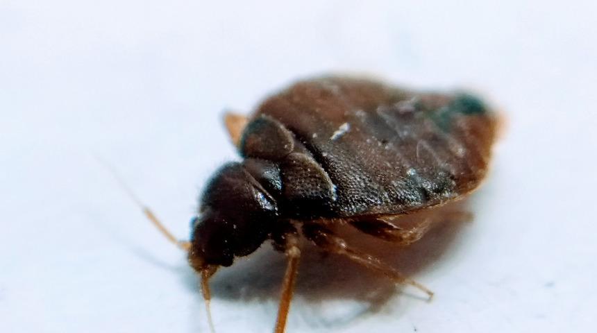 Tahtakurusu nedir? Tahtakurusu neden olur?