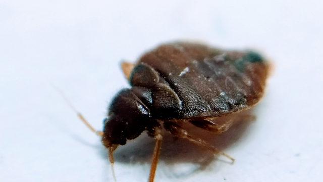 Tahtakurusu nedir? Tahtakurusu neden olur?