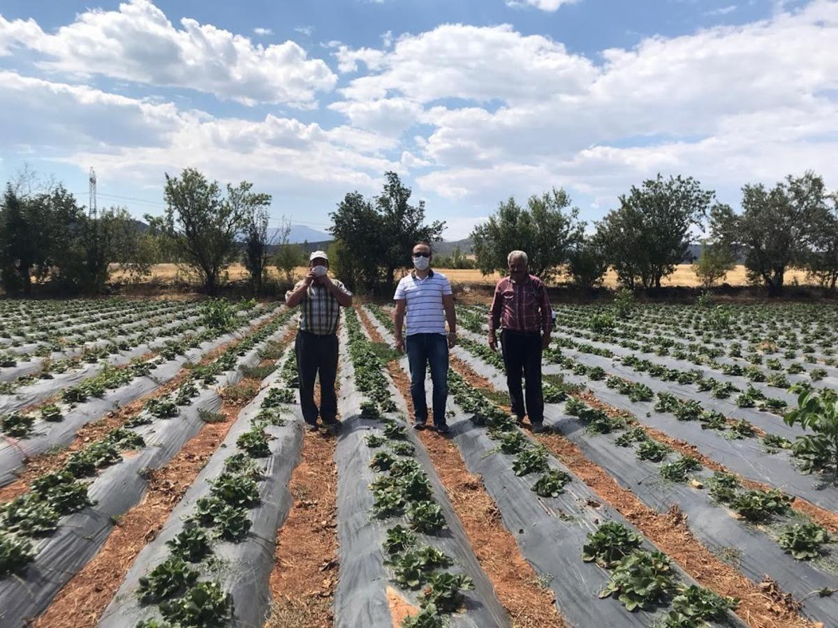 Konya&rsquo;da Aralık ayında &ccedil;ilek hasadı
