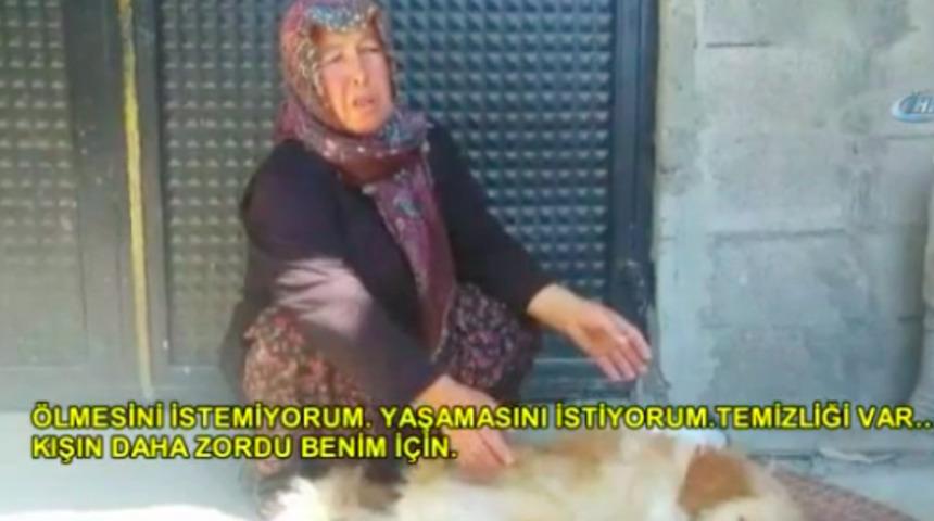 Fel&ccedil; ge&ccedil;iren k&ouml;peğine bir anne şefkatiyle bakan Ayten teyze, Pamuk i&ccedil;in yardım istiyor!  
