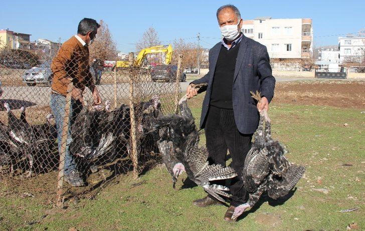 Yılbaşı kısıtlaması hindi satıcılarına yaradı G5