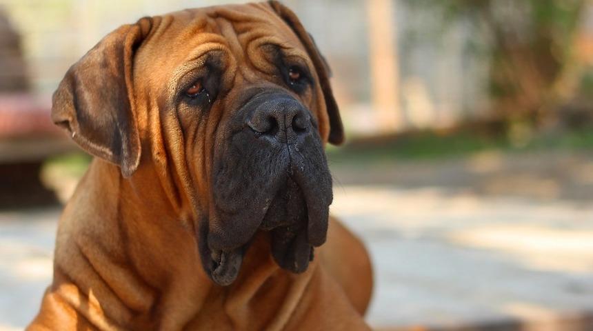 Mastiff k&ouml;peklerin &ouml;zellikleri ve bakımı 