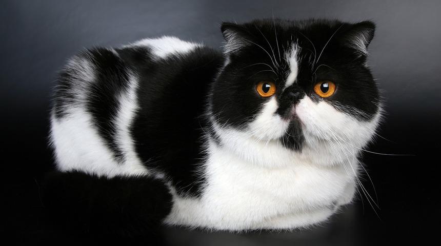 Exotic shorthair kedisinin &ouml;zellikleri ve bakımı