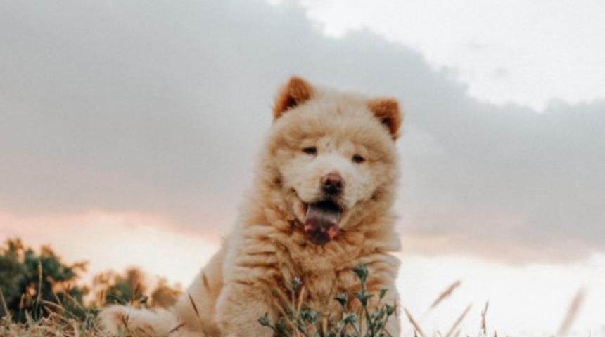 &Ccedil;in Aslanı (Chow Chow) &ouml;zellikleri nelerdir? Yavru &Ccedil;ov-&Ccedil;ov bakımı nasıl yapılır? 