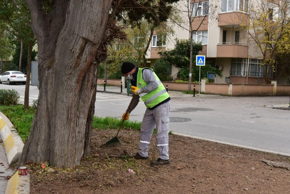 Tuzla&rsquo;da 600 yıllık ağa&ccedil;, dut ağacına ve arılara ev sahipliği yapıyor
