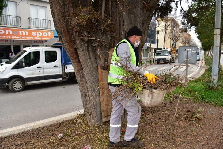 Tuzla’da 600 yıllık ağaç, dut ağacına ve arılara ev sahipliği yapıyor G2