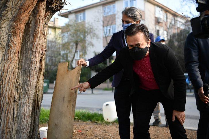 Tuzla’da 600 yıllık ağaç, dut ağacına ve arılara ev sahipliği yapıyor G3