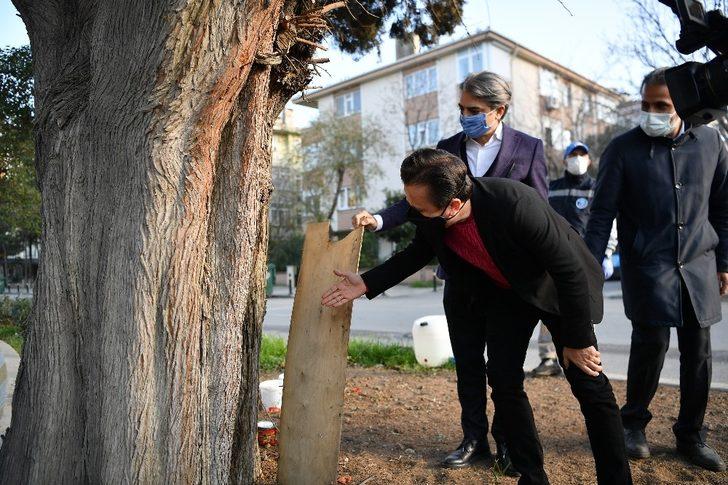 Tuzla’da 600 yıllık ağaç, dut ağacına ve arılara ev sahipliği yapıyor G4