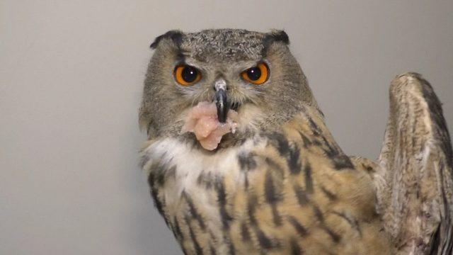 Soğuktan etkilenen puhu kuşu tedavi altına alındı