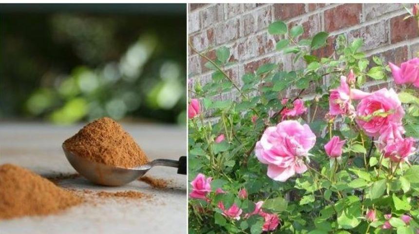 Solan bitkilerinizi canlandırmanın en kolay yolu: Mutfağın vazge&ccedil;ilmezi tar&ccedil;ın!