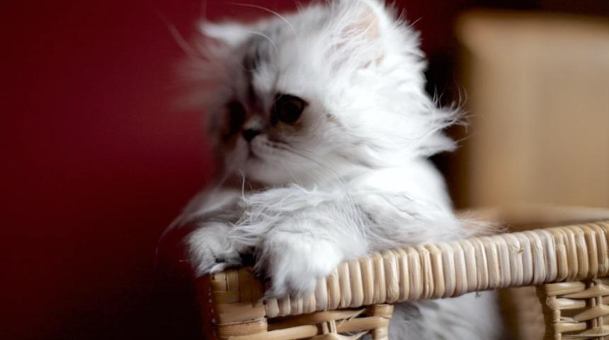 Chinchilla kedilerinin &ouml;zellikleri nedir? Bakımı ve beslenmesin nasıl olmalıdır?