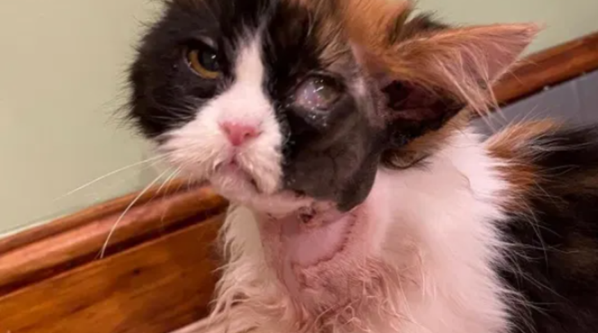 Ölümün eşindeydi! İşkenceye uğrayan kedinin değişimi 