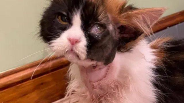 Ölümün eşindeydi! İşkenceye uğrayan kedinin değişimi 