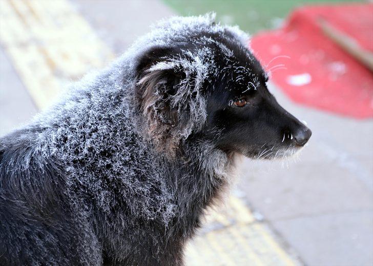 Doğu Anadolu'da dondurucu soğuklar G4
