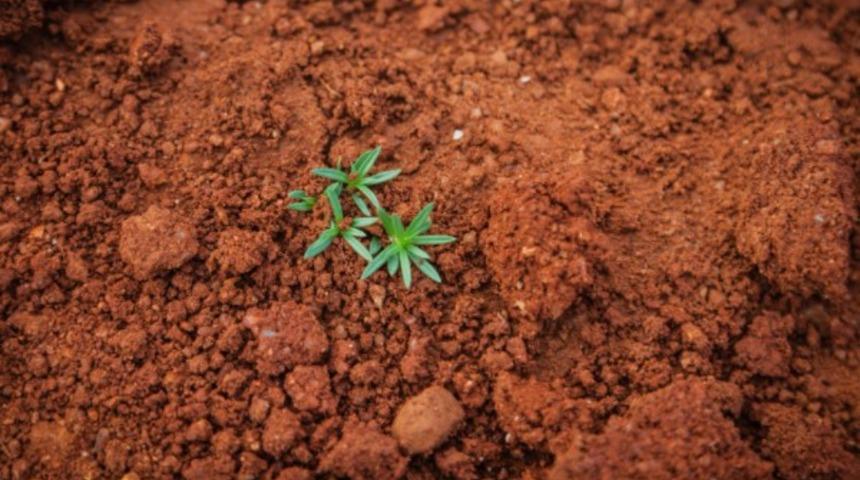 Bitkiler için mükemmel bir kaynak: Humuslu toprak