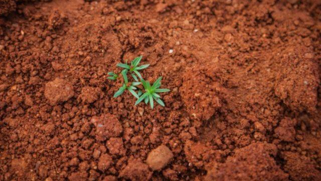 Bitkiler için mükemmel bir kaynak: Humuslu toprak