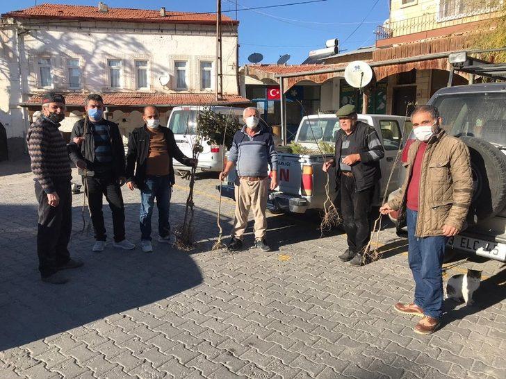 Ürgüp Ziraat Odası üreticilere 2021 adet ayva fidanı dağıttı G1