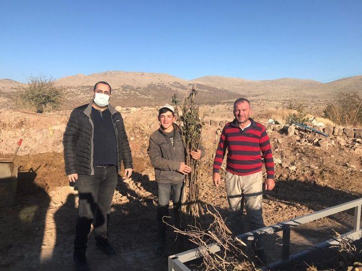 Ürgüp Ziraat Odası üreticilere 2021 adet ayva fidanı dağıttı G3