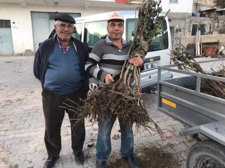 Ürgüp Ziraat Odası üreticilere 2021 adet ayva fidanı dağıttı G4
